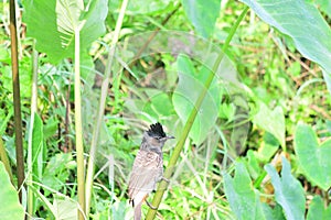 Red-vented Bulbul - Pycnonotus cafer