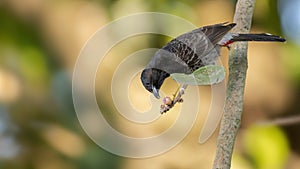 Red-vented Bulbul (Pycnonotus cafer)