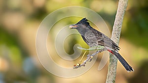 Red-vented Bulbul (Pycnonotus cafer)