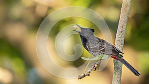 Red-vented Bulbul (Pycnonotus cafer)