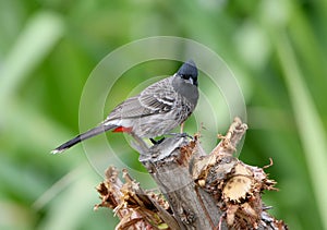 The red-vented bulbul Pycnonotus cafer close up portrait