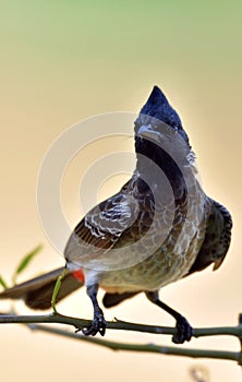 The red-vented bulbul Pycnonotus cafer is a member of the bulbul family of passerines.