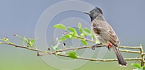 The red-vented bulbul Pycnonotus cafer