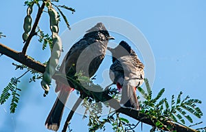 Red-vented Bulbul Pycnonotus cafer pair perching on the Babool tree branch