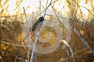 Red-vented bulbul (Pycnonotus cafer) perched on a branch