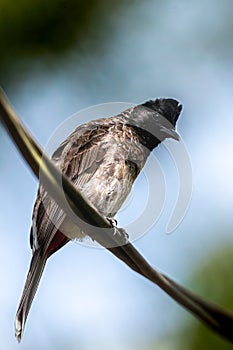 Red-vented Bulbul Perched on a Wire