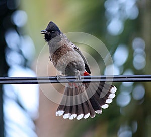 Red-vented Bulbul (Pycnonotus cafer) perched on a wire : (pix Sanjiv Shukla)