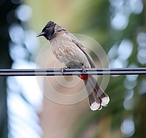 Red-vented Bulbul (Pycnonotus cafer) perched on a wire : (pix Sanjiv Shukla)