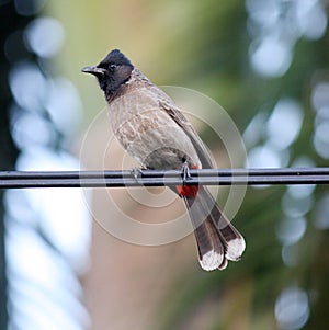 Red-vented Bulbul (Pycnonotus cafer) perched on a wire : (pix Sanjiv Shukla)