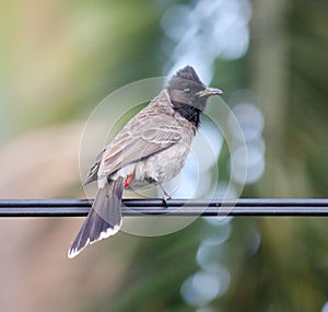 Red-vented Bulbul (Pycnonotus cafer) perched on a wire : (pix Sanjiv Shukla)