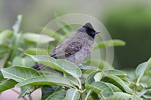 Red-vented Bulbul Pycnonotus cafer perching on tree branch