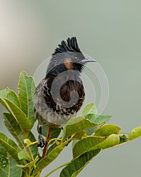 Red-vented bulbul Pycnonotus cafer photographed in Bhutan