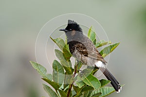 Red-vented bulbul Pycnonotus cafer photographed in Bhutan