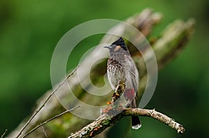 Red-vented bulbul Pycnonotus cafer photographed in Bhutan