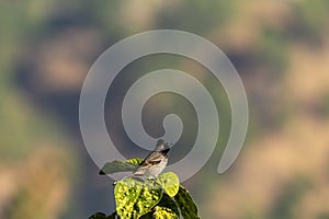 Red vented bulbul or Pycnonotus cafer portrait a common widely distributed bird in natural green background in foothills of