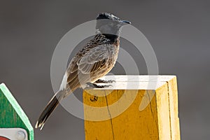 Red-vented bulbul Pycnonotus cafer on a post