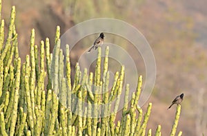 Red-vented Bulbul Pair on Cactus photo
