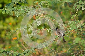 Red-vented bulbul Pycnonotus cafer on a siclebush Dichrostachys cinerea.