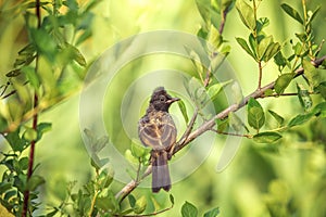 The red-vented bulbul Pycnonotus cafer sitting in a bush