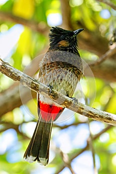 Red-vented bulbul Pycnonotus cafer sitting on a tree