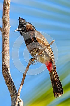 Red-vented bulbul Pycnonotus cafer sitting on a tree