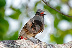 Red-vented bulbul Pycnonotus cafer sitting on a tree