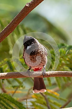 Red-vented bulbul Pycnonotus cafer sitting in a tree