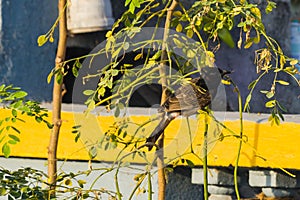 red-vented bulbul or Pycnonotus cafer sitting on a tree in urban cities of India. This small bird with red rump is commonly found