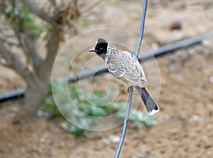 The red-vented bulbul Pycnonotus cafer on the wire