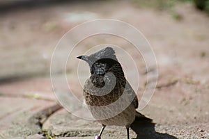 Red-vented Bulbul seeing sidewards