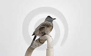 A Red Vented Bulbul is seen sitting on a pipe