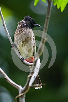 Red-vented bulbul sitting on a tree branch.