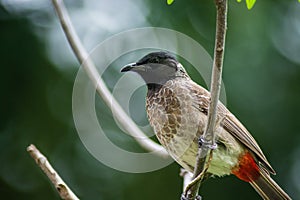 Red-vented bulbul sitting on a tree branch.