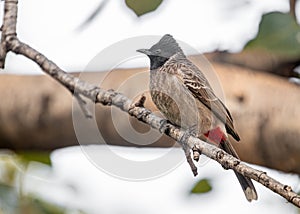 Red vented bulbul on a tree