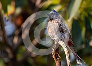 Red Vented Bulbul on a tree
