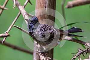 Red vented bulbul on a twig.