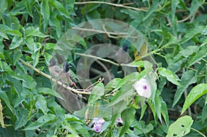 Red-vented bulbuls on a pink morning glory.