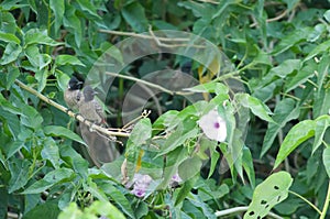 Red-vented bulbuls on a pink morning glory.