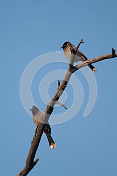 Red-vented bulbuls Pycnonotus cafer on a branch.