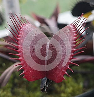 Red Venus fly trap