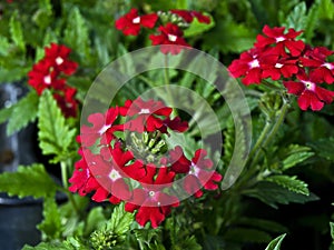 Red verbena