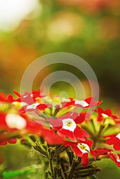 Red verbena