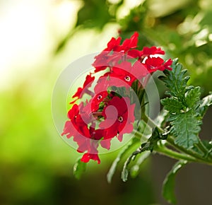 Red verbena