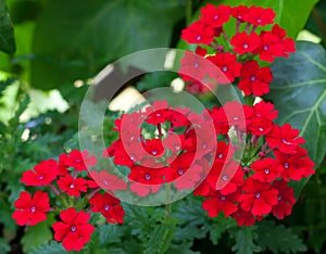 Red verbena