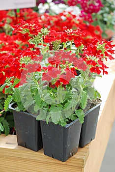 Red Verbena blooming, verbena in a black tray, pot plants