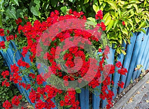 Red verbena flowers on blue fence