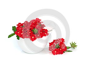 Red Verbena Flowers used in Alternative Herbal Medicine