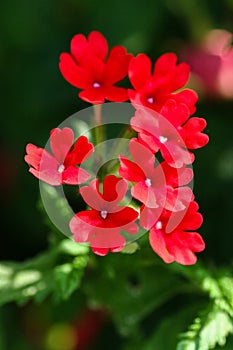 Red Verbena