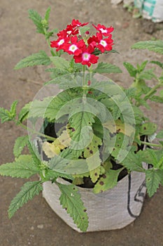 red Verbena x hybrida flower plant photo
