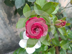 Red Verigated Rose photo